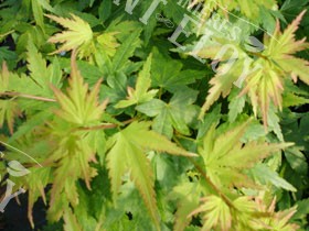 Acer coonara pygmy